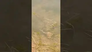 Would you get in the water with this snake? #shorts #scary #lake #fishing #snake