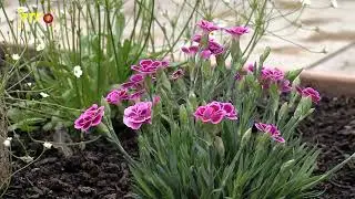 Das sind die Schaugärten auf der Balinger Gartenschau