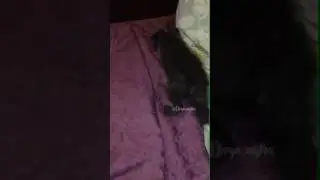Лис Диего первый день дома, кушает