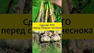 Перед сбором чеснока обязательно сделай это!  #дача #огород #чеснок #сад