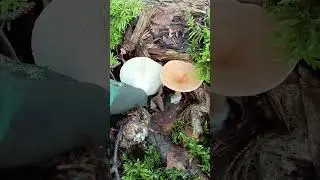 говорушка ворончатая