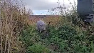 Игорь скоро зима