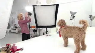 Adorable Christmas puppy photo shoot