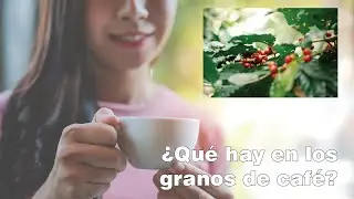 Qué contiene un grano de café? (034)