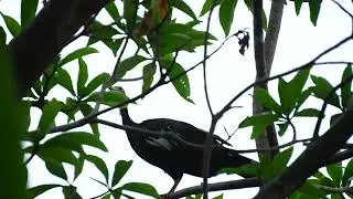 Jacutinga vocalização