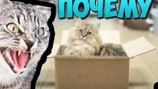 ПОЧЕМУ кошки любят коробки?