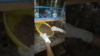 Panen Kroto Berapa kilo nih Gaes? Begini Cara Kami Panen
