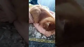 #кисонька #кошки #cat #кошка #отдыхает #маня