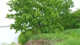 ДАЧИ ВИНОГРАДНИКИ ЗА САРАТОВСКОЙ ГЭС (РУСГИДРО) 29 мая 2022 года (29.05.2022) часть1