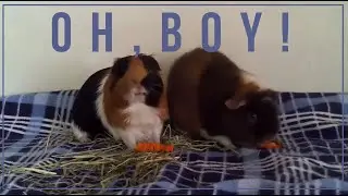 Oh, Boy! Having Male Guinea Pigs Living in the Same Cage