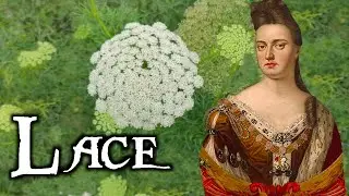 Ammi (False Queen Anne’s Lace): The Easy and Pretty Filler Plant for Your Garden! 🌸