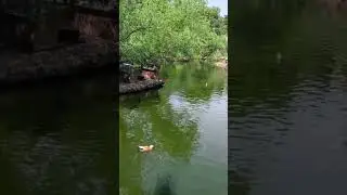 Очень красиво плавают уточки на озере#природа