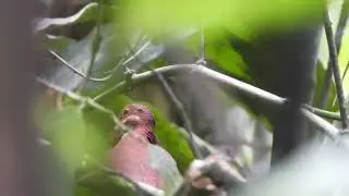 Ruddy Quail Dove - Paloma perdiz Roja- Geotrygon montana