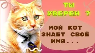 Знает ли кошка своё имя? Учёные доказали...
