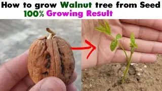 How to grow walnut from Seeds - Step by step process in #shorts Video