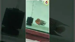 Flowerhoen fish care 🥰