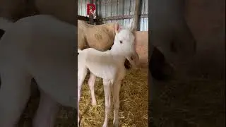 Unicorn grows in real life #unicorn #unicorns #unicornreallife #radius