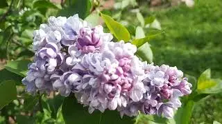 Цветение сирени в моем саду.