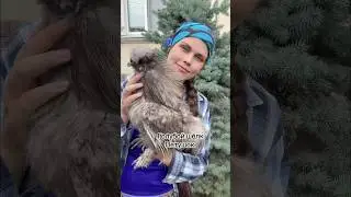 Китайский шелковый голубой окрас