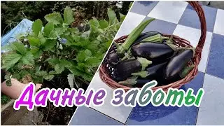 НОВАЯ ЗЕМЛЯНИЧНАЯ ПОЛЯНА | НЕЖНАЯ ПЕЧЕНЬ НА УЖИН | семейный влог