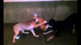 перетягивание игрушки
