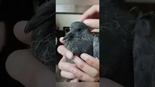 Голубёнок )