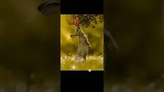 Lightroom mobile Photo Editing | Background Color Change In Lightroom | (part 5)