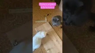 Котики играют в бутылочку)