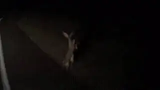 Бой зайцев ⚔     Смотреть всем!