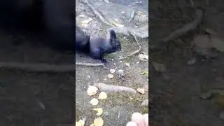 Черная белка