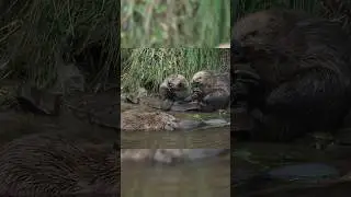 First Baby Beavers 🦫 Born in over 400 Years in This Scottish National Park!