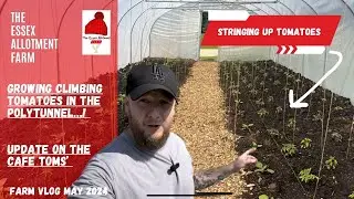 GROWING TOMATOES IN THE POLYTUNNEL - planting update