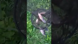 Майские караси!#Рыбалка #Карась#Поплавок#Латвия #fishing