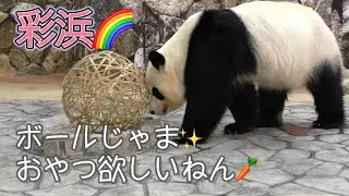 【ボールはおじゃま？】彩浜🌈とある日のおやつ探し✨with良浜ママ🍯【パンダの日常】Giant Panda -Saihin- &Rauhin