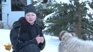 Мимимимини-барашки. Что вы точно захотите узнать про карликовых овец!
