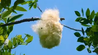 White Silk Cotton Tree | Kapok Tree