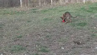 Маша носит мячик