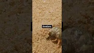 Crab facts you didn't know #crab #crabs #animals #animalfacts