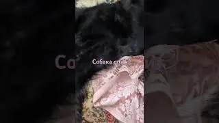 Собака спит