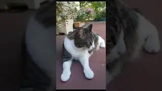 Bonita la bonita 😺 #10 Temporada 5 (2023) FINAL DEFINITIVO DE TODA LA SERIE
