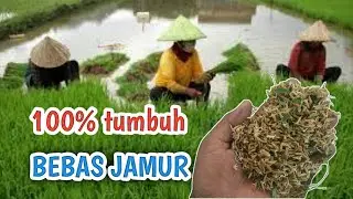 cara mudah membuat benih padi sendiri 100% tumbuh.