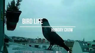 A Hungry Crow