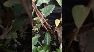Удивительный рост жимолости Бакчарский Великан