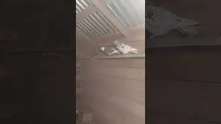 Чечня Г Урусс Мартан Голуби Джамалайла