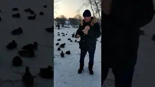 Вечерняя прогулка, или утки в городе.