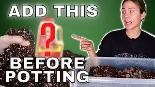 This is the potting mix I use for my houseplants