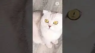 😸Старинные часы 🕰️  тик- так