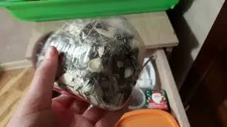 /Вещи моих крыс💗/rats_dog_cat/