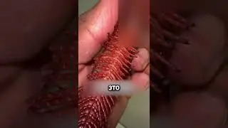 Вот почему нельзя уб*вать многоножек😨 