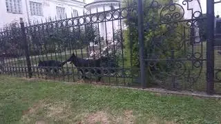 Псарня на цвинтарі 2